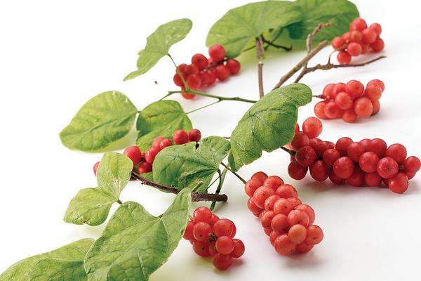 Schisandra Berry Extract1.jpg